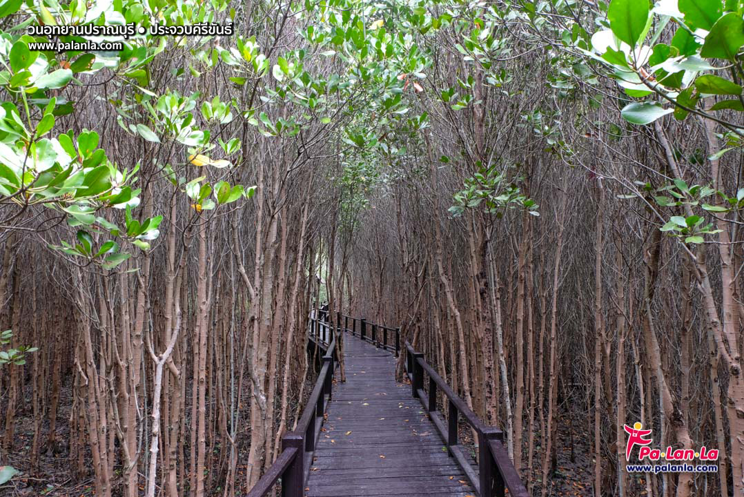 Pran Buri Forest Park